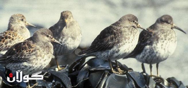 وه‌زاره‌تی كشتوكاڵ  نزیكه‌ی 3 ملیار دینار پاڵپشتی پرۆژه‌كان په‌ڵه‌وه‌ر دابین ده‌كات