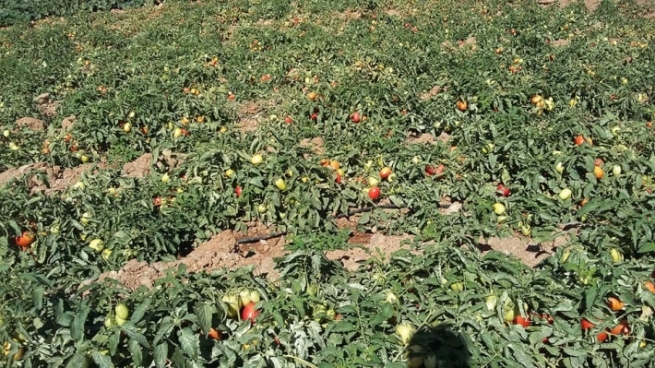 بەڕێوەبەری كشتوكاڵی سۆران: لە سنوورەکەمان نزیكەی 600 دۆنم زەوی بە تەماتە داچێندراوە