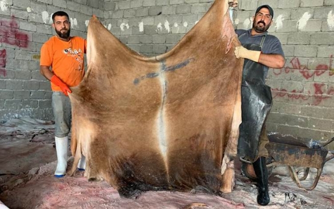 هەرێمی کوردستان ساڵانە 32 هەزار تۆن پێستە هەناردە دەکات