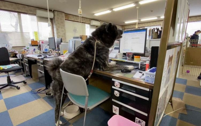 لە ژاپۆن سەگێک لە سەنتەرێکدا دادەمەزرێندرێت