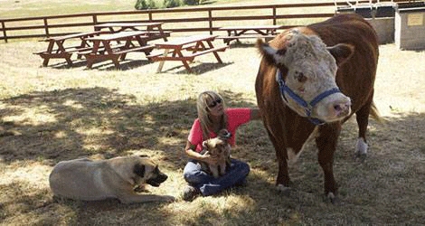 مانگایەك بووە بە سەگ