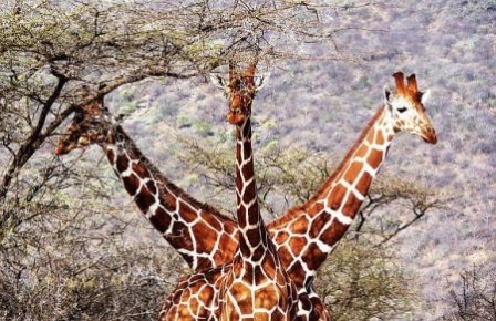 زەڕافەیەکى  سێ سەر