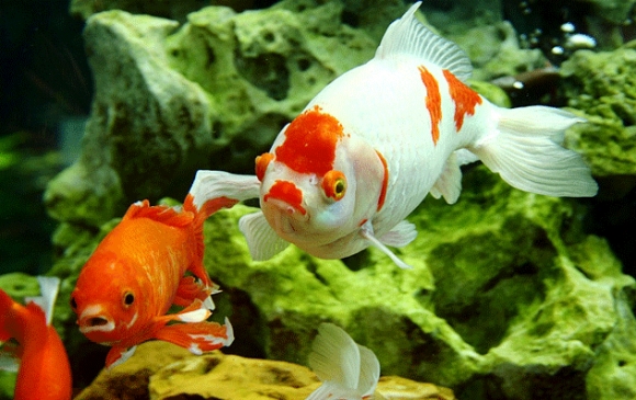 ئایا ماسی ئاو دەخواتەوە؟