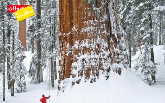 مەزنترین و بەرزترین دار