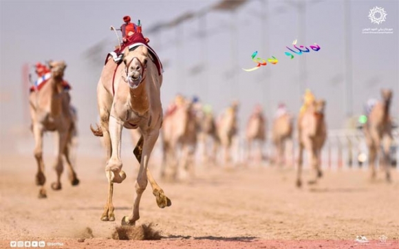 فیستیڤاڵی پێشبڕكێی وشتر