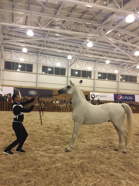 خێدارۆ بووە جوانترین ئەسپی عەرەبی لە دووەمین نمایشی ئەسپی عەرەبی