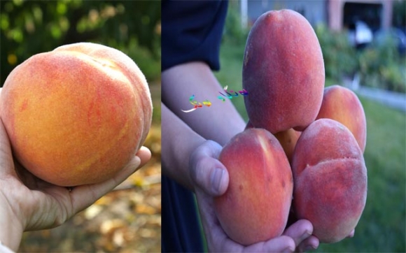 خۆخی زەبەلاح