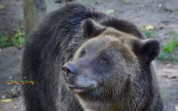 ورچێک سزای زیندانی هەتایی بەسەردا سەپا