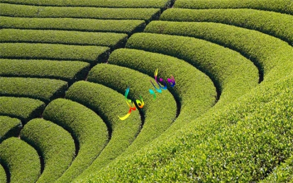 كێلگە سەیـرەكانی چای