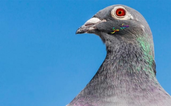 كۆترێك بە (1.4) ملیۆن دۆلار