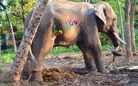 زەبەلاحترین فیلی جیهان كۆچی كرد