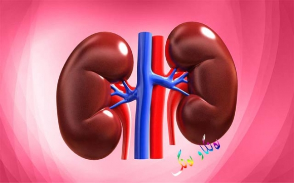 چی روودەدات كاتێك 20%ی گورچیلە كاردەكات؟