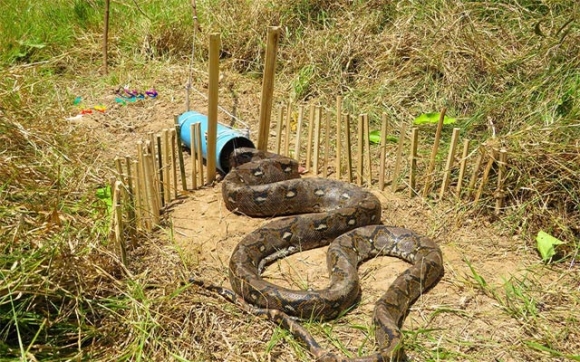زەبەلاحەكەی جیهان