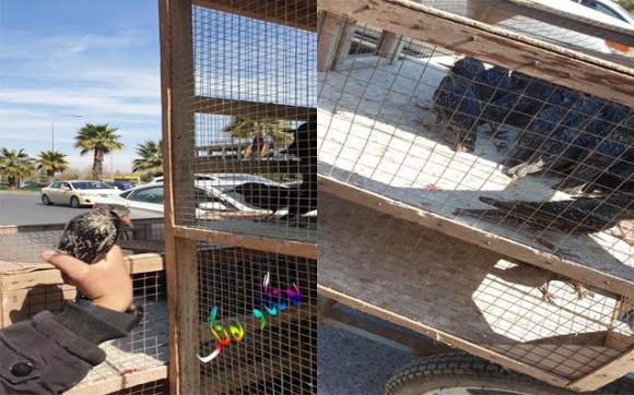 سرووشتی باڵندەكان لە كوردستان