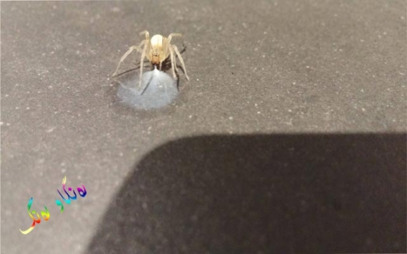 شیری جاڵجاڵۆكە