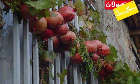 هەنار هەڵگرتن دیاردەیەكی جوانی خۆشناوەتی و شارەبان