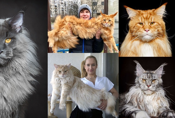 پشیلەیەك ڕووخساری نزیكە لە مرۆڤ