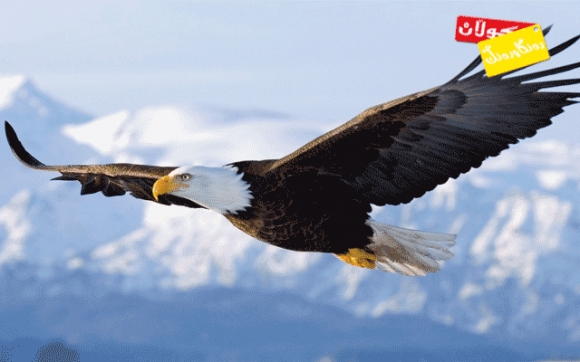 بۆ زانیاریت