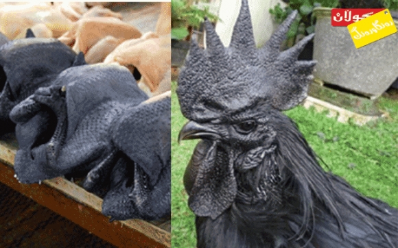 مریشكی گۆشت رەش