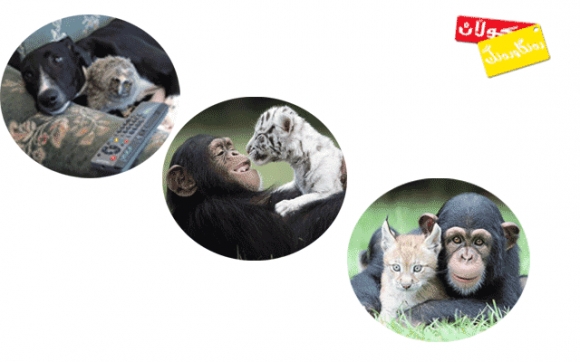 هاوڕێیەتی و خۆشەویستی نێوان گیانداران