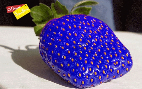 فراولەی شینیش دەركەوت !