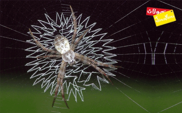 جاڵجاڵۆكە زیرەكترین ئەندازیاری نەخشەیە