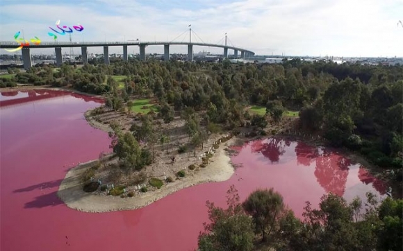 دەریاچەی پەمەیی