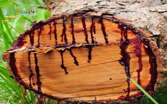 دارێک خوێنی هەیە