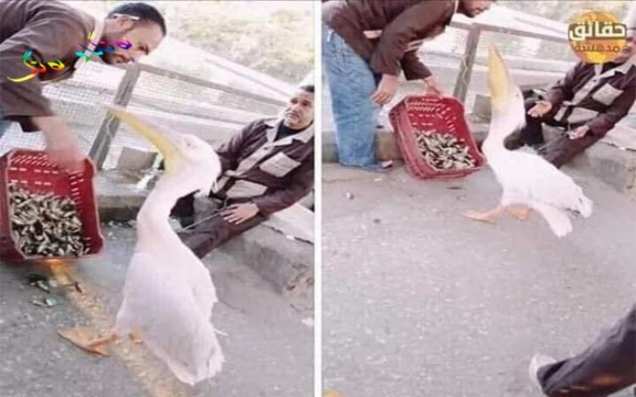 مرۆڤایەتی و گیانداران