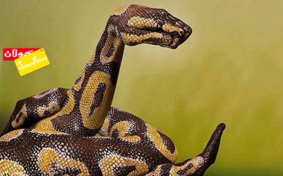 ئەوە مارە یان دەستە!