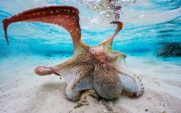 شاجوانی ئەختەبووت!