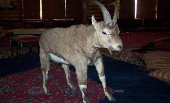 بەهرەی كورد لە  پێستەی گیانداران