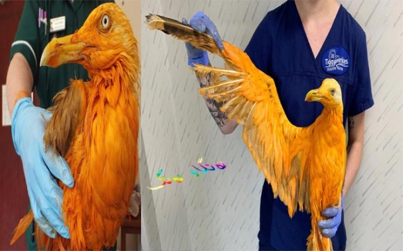 باڵندەی بەهارات