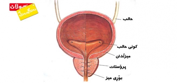 بەردی میزڵدان