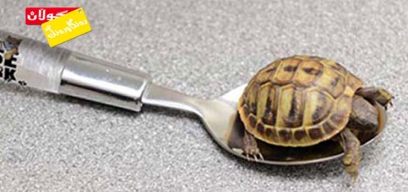 بچووكترین كیسەڵ