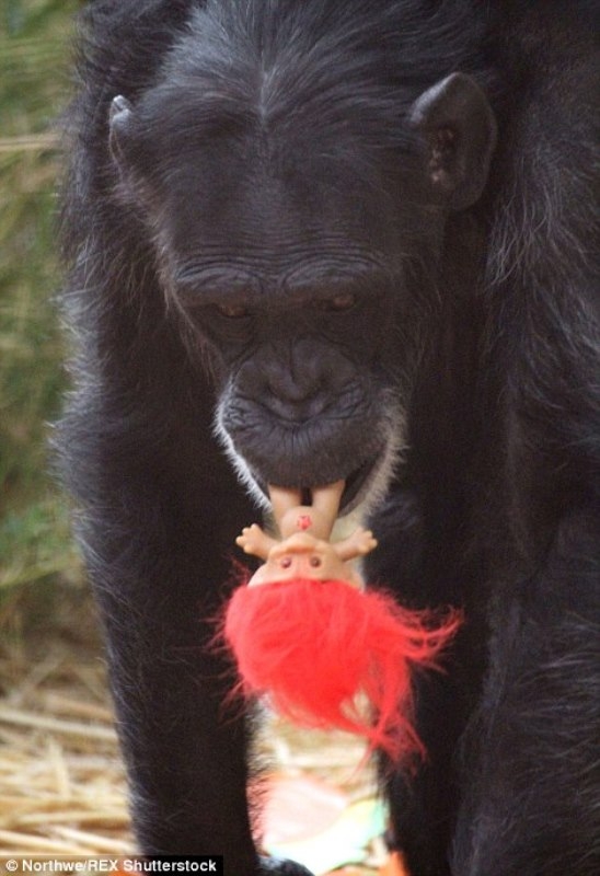 مه‌یمونێك له‌گه‌ڵ بوكێكدا ژیان به‌سه‌رده‌بات