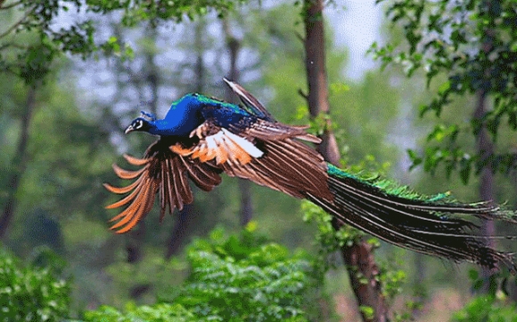 باڵندەكانیش تووڕە دەبن و تۆڵە دەكەنەوە