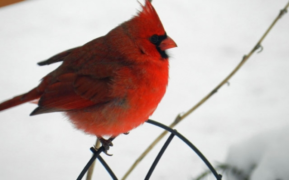 یاری باڵندە تووڕەكان (Angry Birds)!