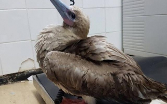 باڵندەیەکی دەگمەن دەدۆزرێتەوە