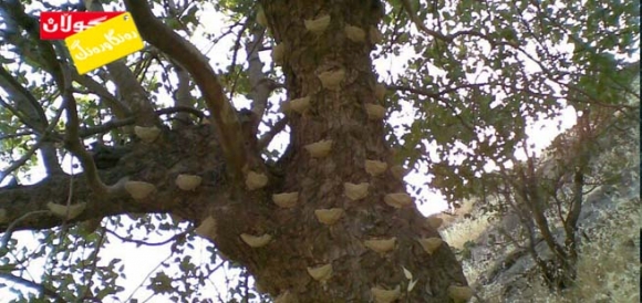 بنێشتی كوردی!