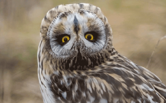 سەری كوندەبوو وەك رادارە