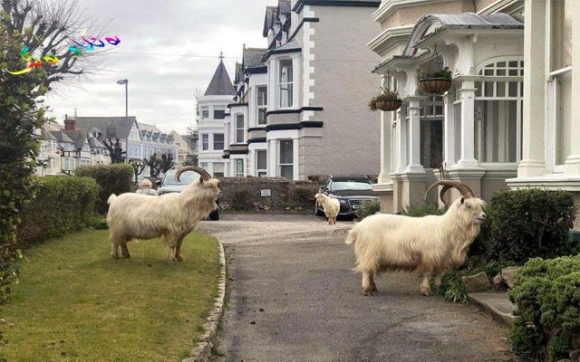 مەڕ و بزن لە دەرەوە مرۆڤیشلە ماڵەوە