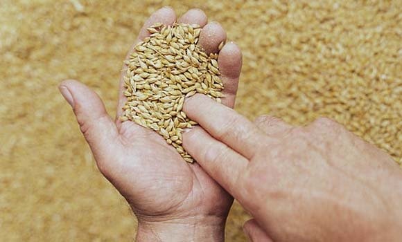 دانەوێڵەی تەواو بخۆ