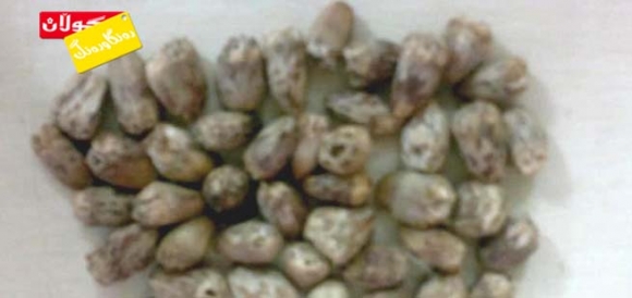 دەنــــدرۆشك !