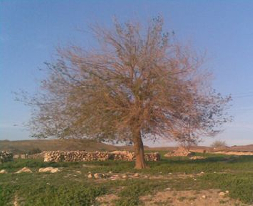 (دارە بزمارە)كەی كــوردستان ‌