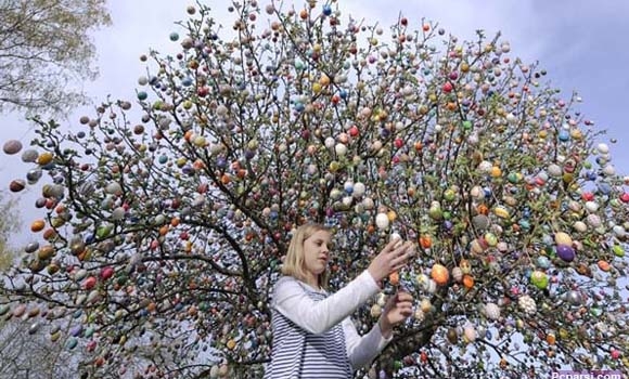 دارێك لە هێلكە