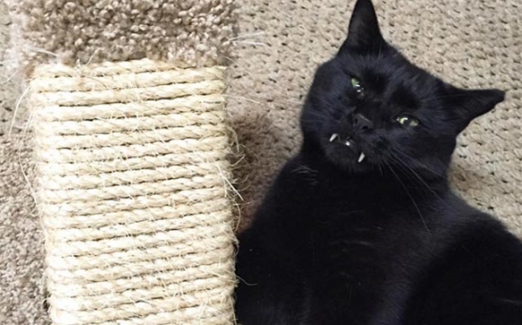 پشیلەی دراكۆلا!