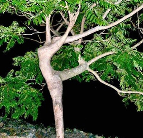 دار و باریش كچی خۆشدەوێ!