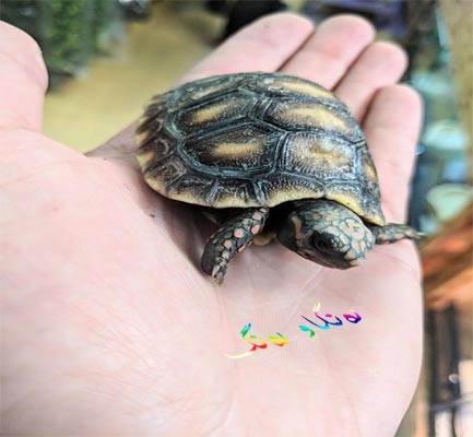 بچووكترین كیسەڵ