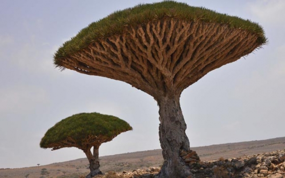 جــــــوانترین درەخت